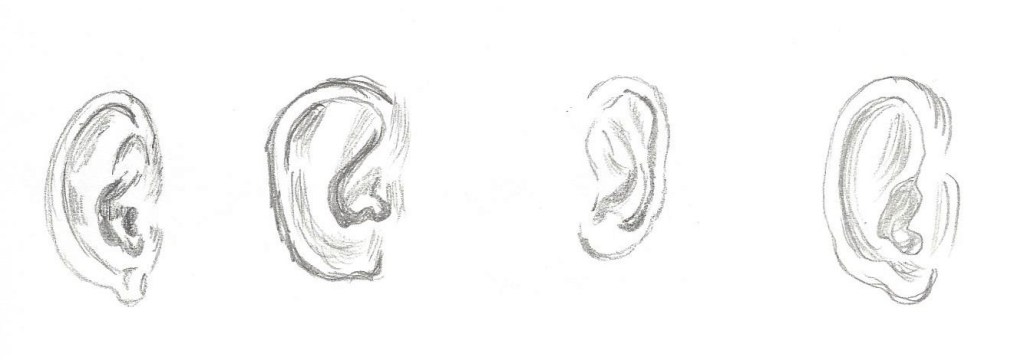 This image has an empty alt attribute; its file name is ears.jpeg